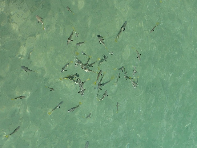 bfish1