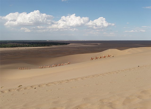 camels1