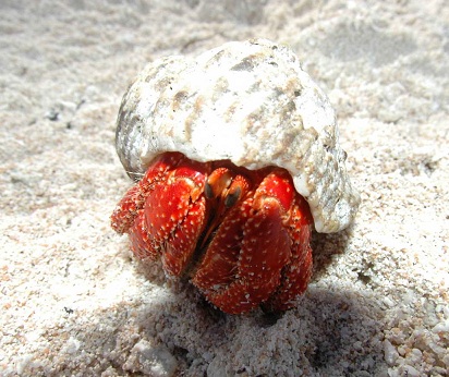 hcrab_hube