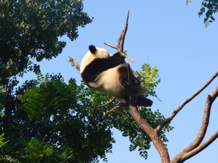 pandadr