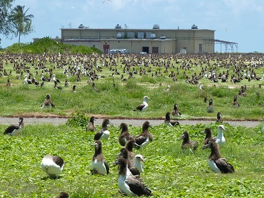 Paul is somewhere in this photo surrounded by Albatrosses on Midway Island, June 2010 paul d. maley, solar eclipse