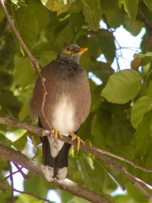 bird