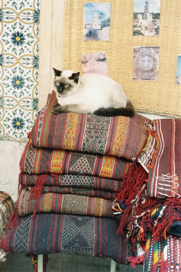 cat