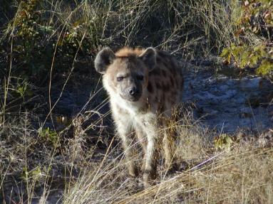 zhyena