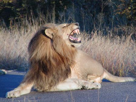 zlion1