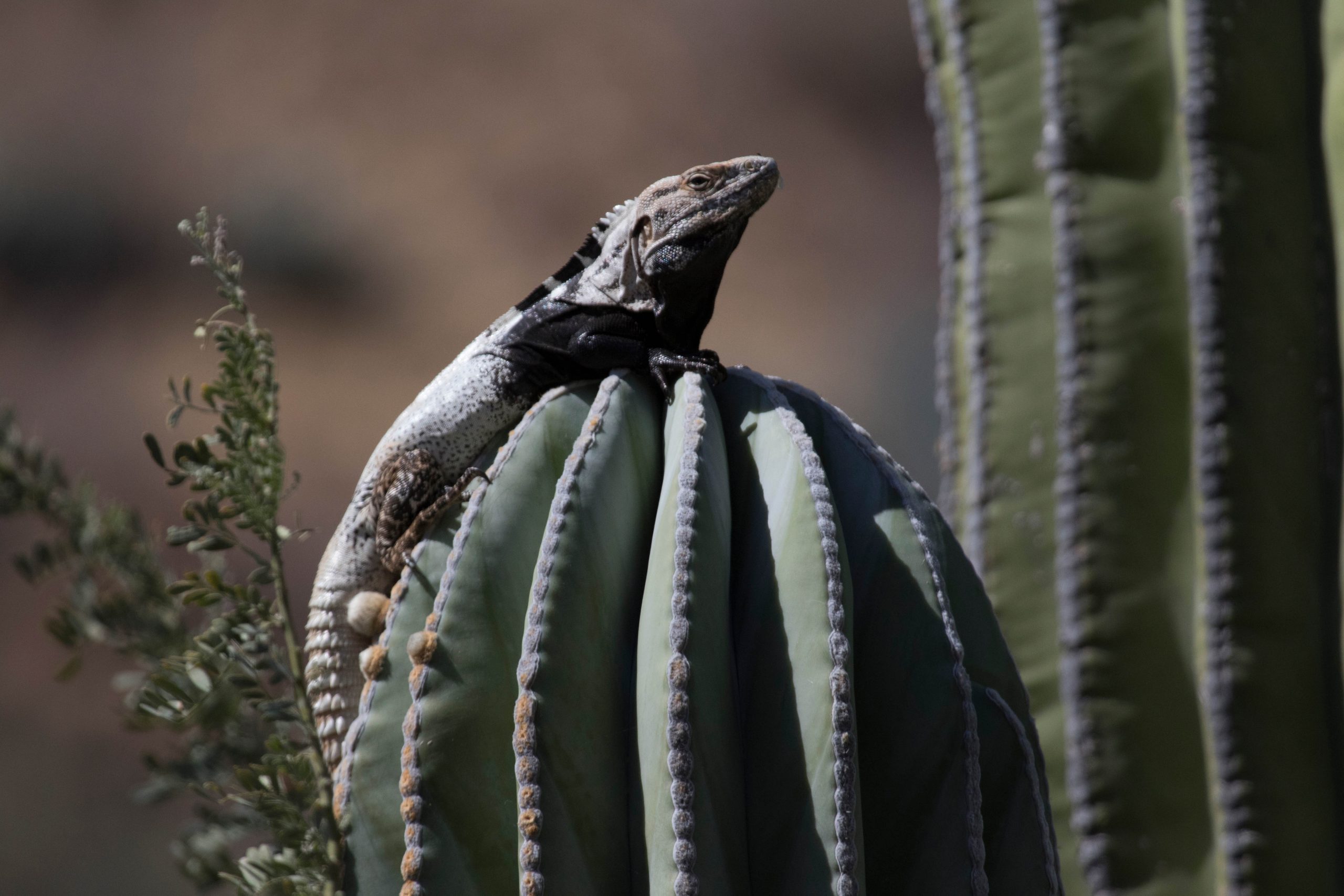 baja mexico cruise excursions